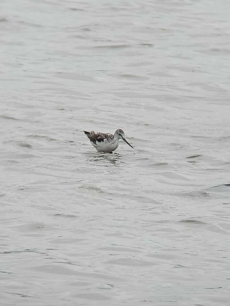 Common Greenshank - ML642752057