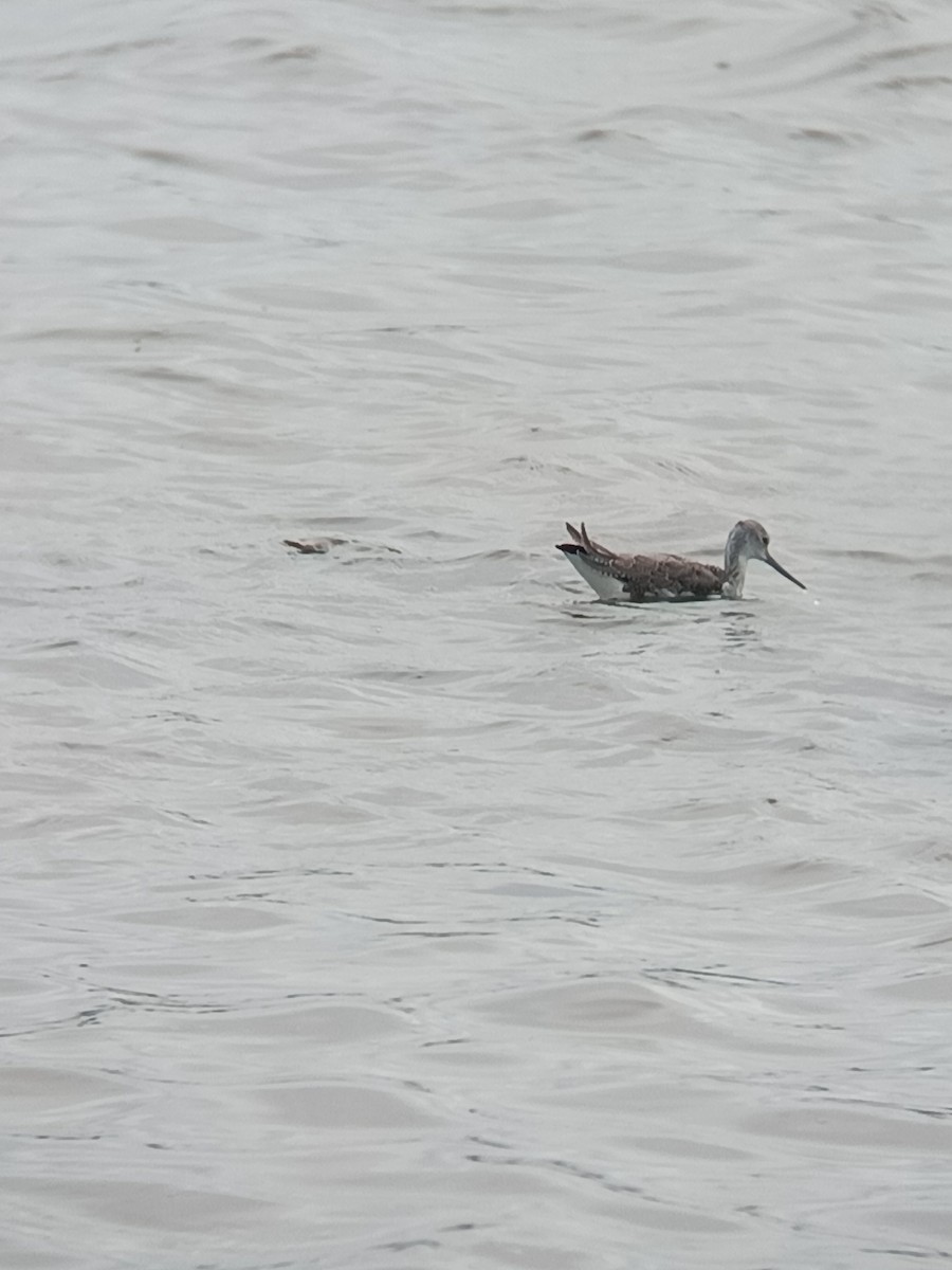 Common Greenshank - ML642752058
