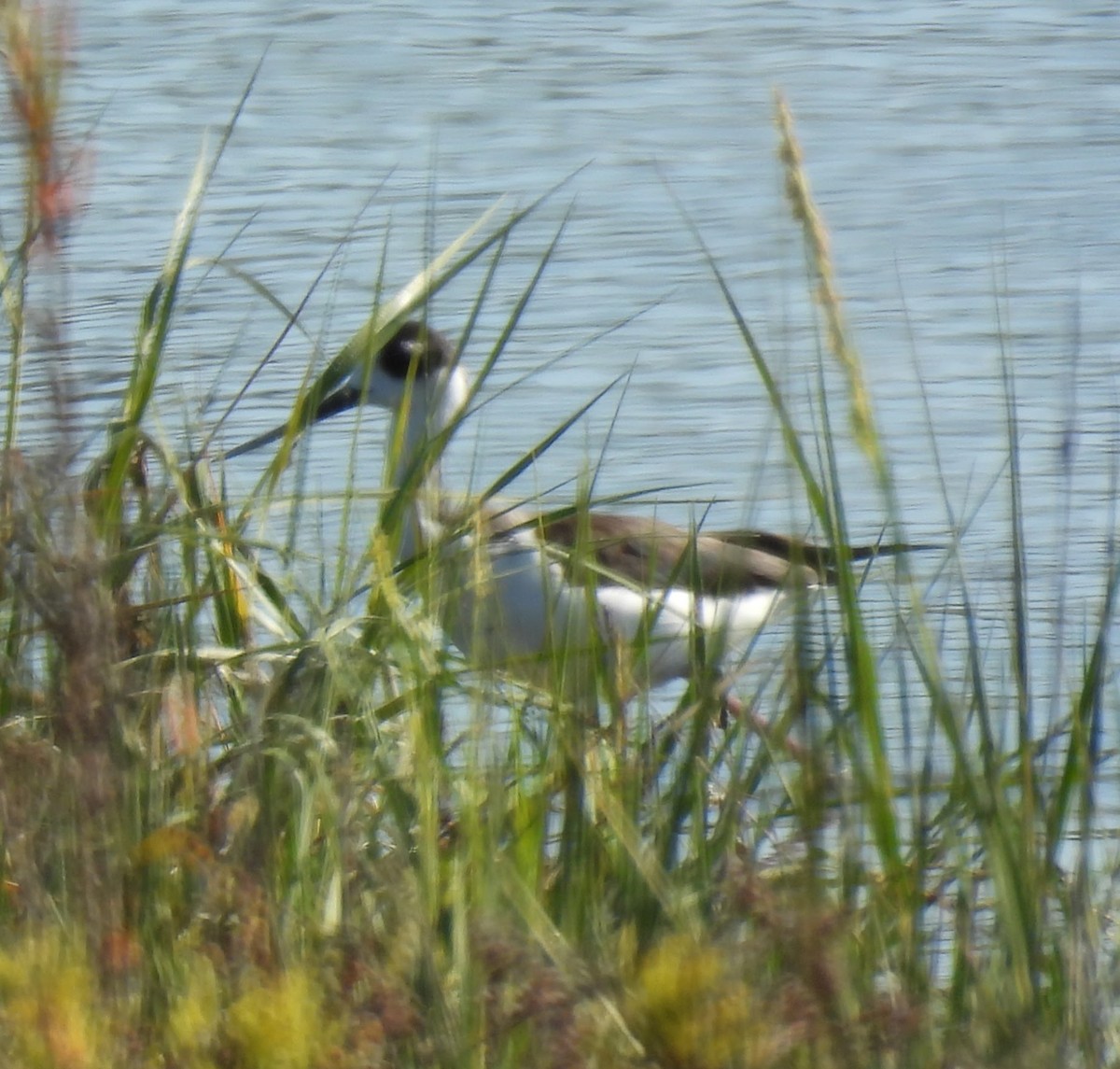 Schwarznacken-Stelzenläufer - ML642752059