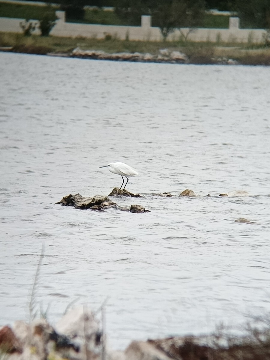 Little Egret - ML642752060
