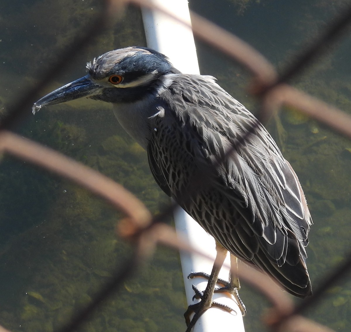 Krabbenreiher - ML642752061