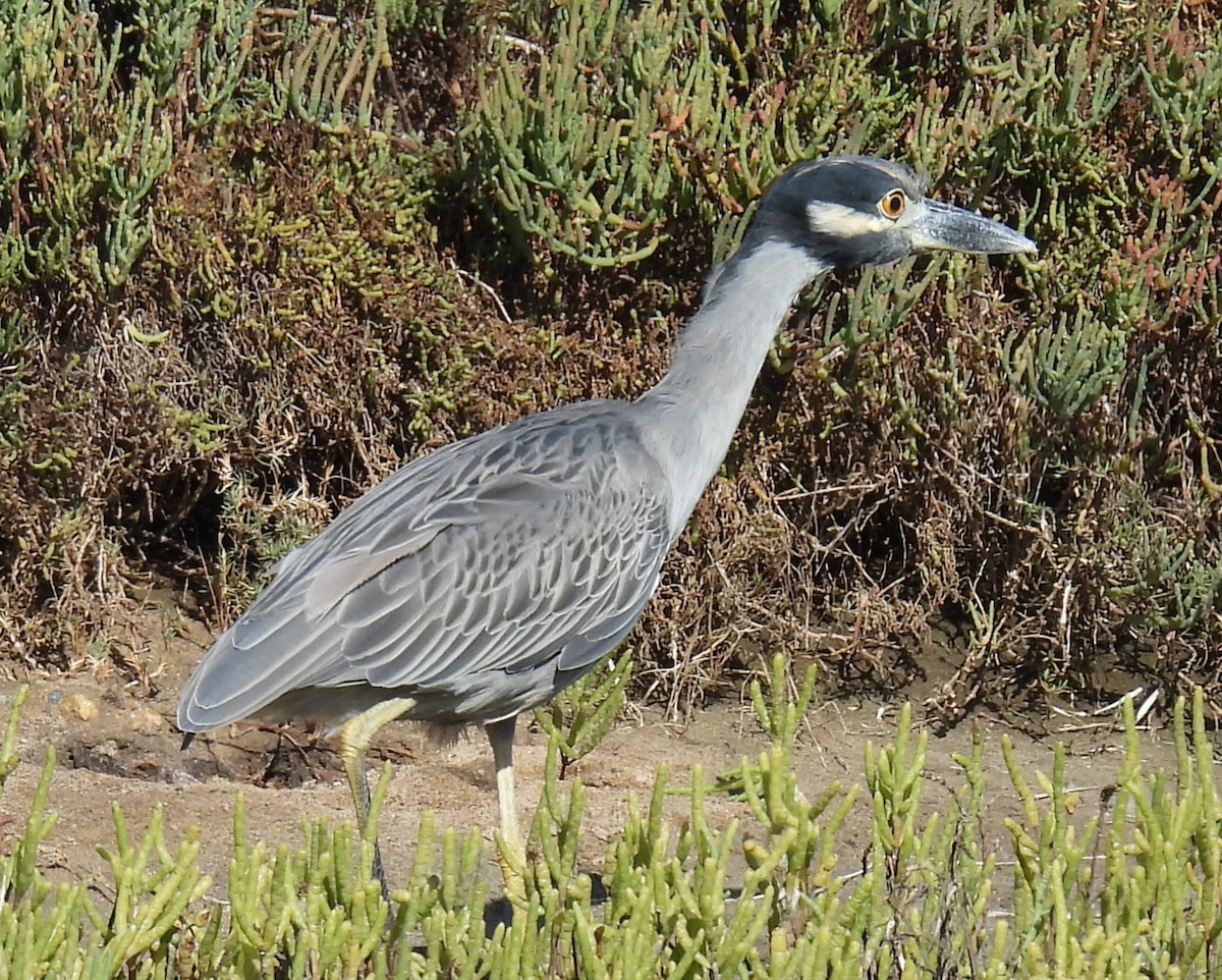Krabbenreiher - ML642752062