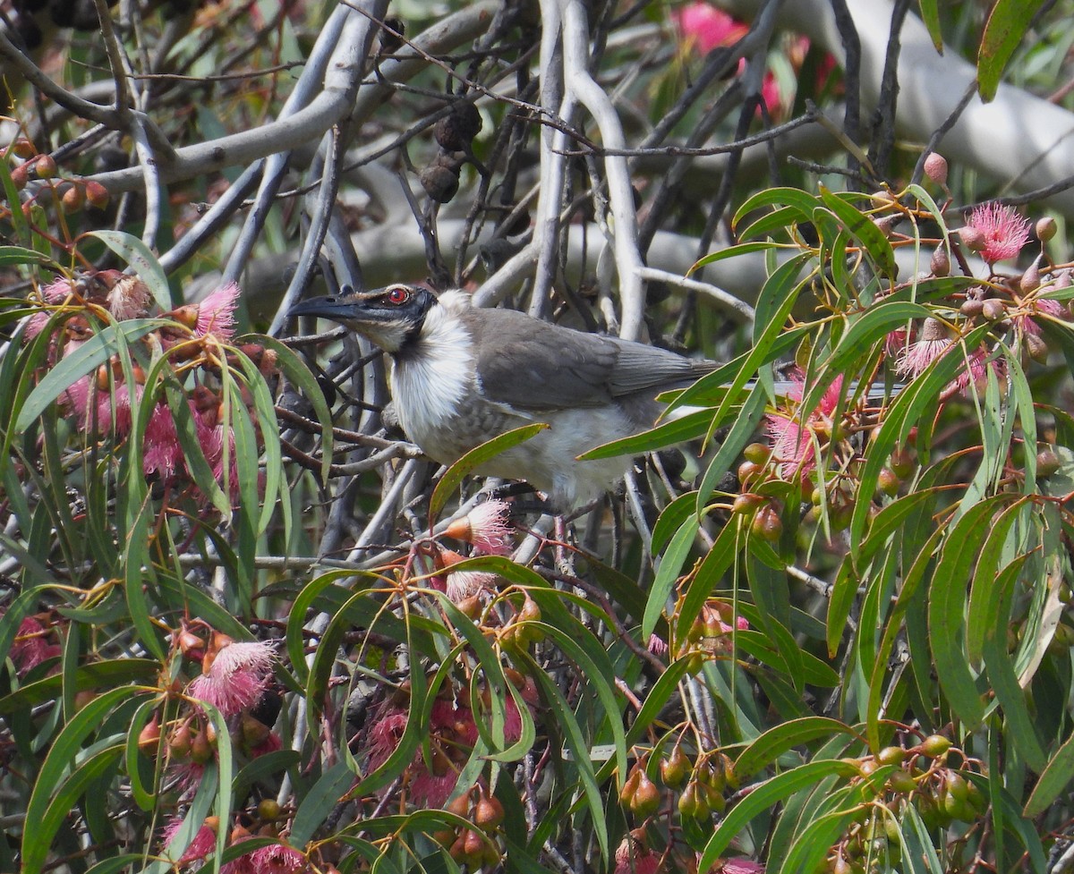 Noisy Friarbird - ML642752091