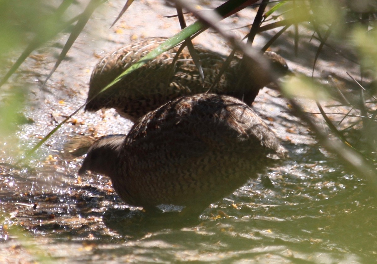 Brown Quail - ML642752092
