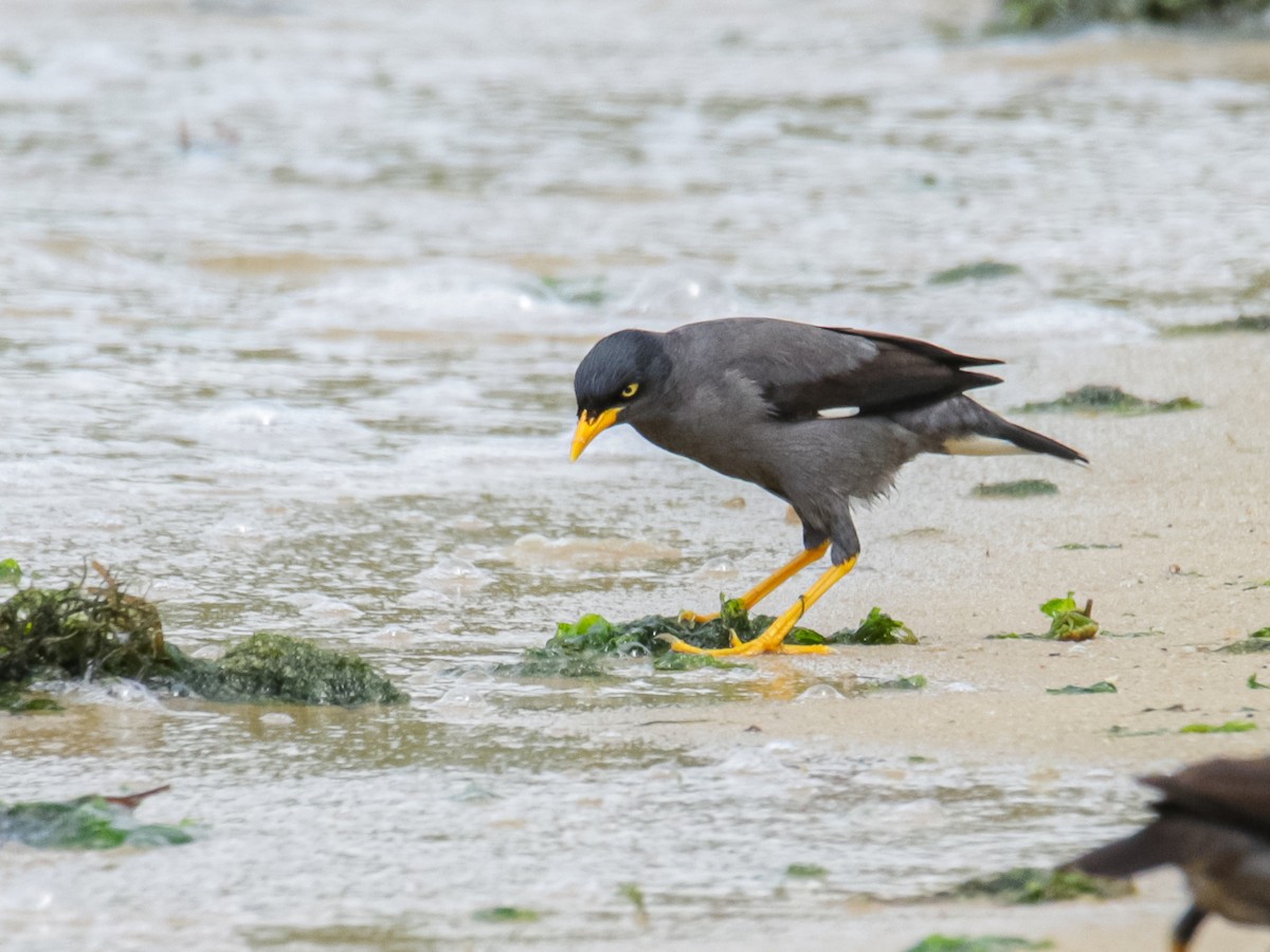 Javan Myna - ML642752097