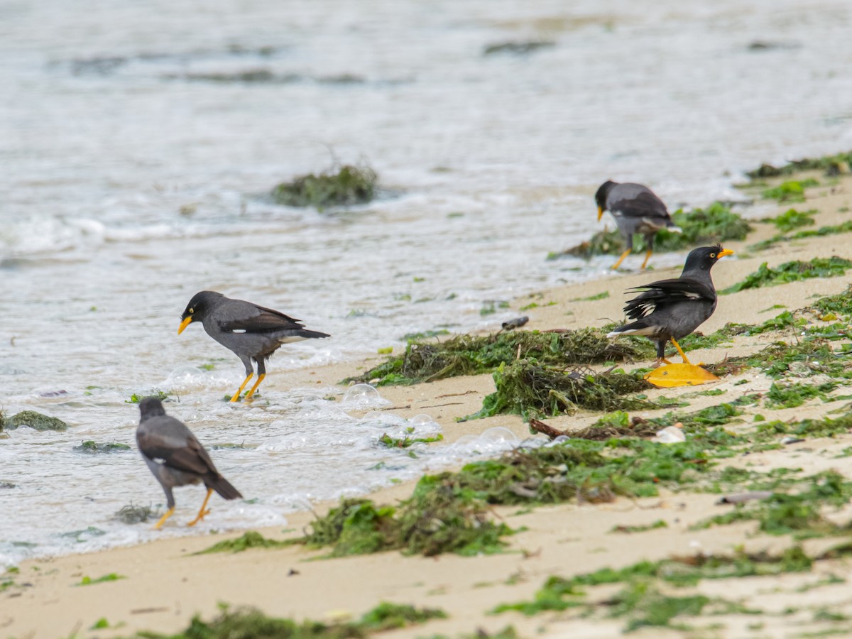 Javan Myna - ML642752098