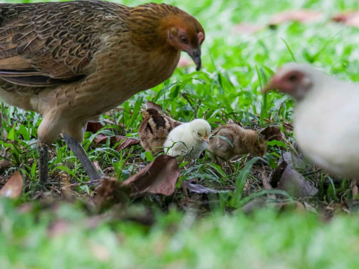 Red Junglefowl - ML642752132