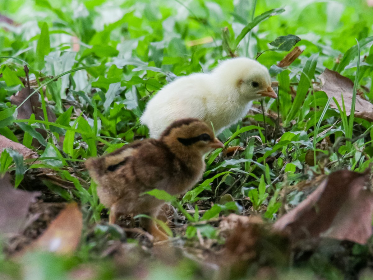 Red Junglefowl - ML642752147