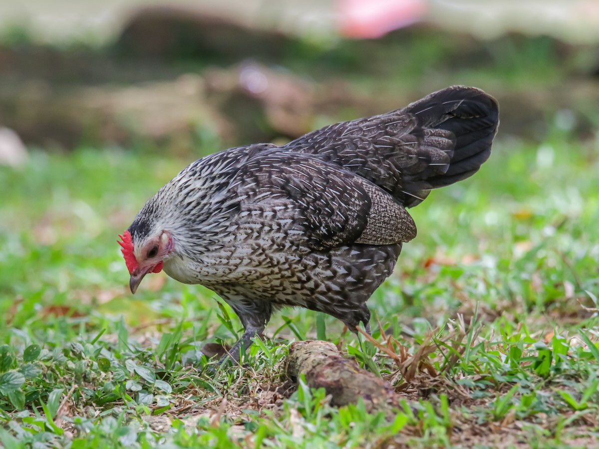Red Junglefowl - ML642752148