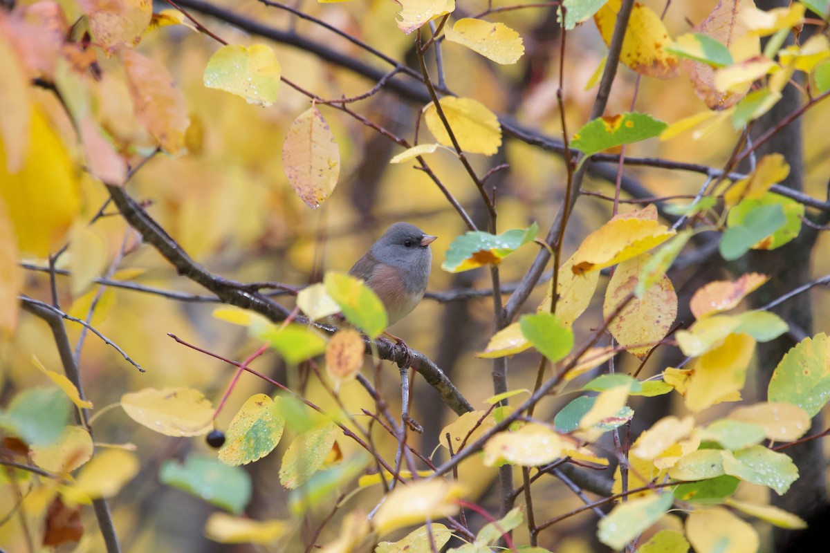 Dark-eyed Junco (Pink-sided) - ML642752155