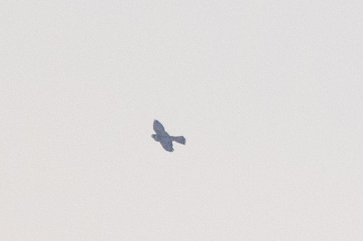 шонхор - ML642752157