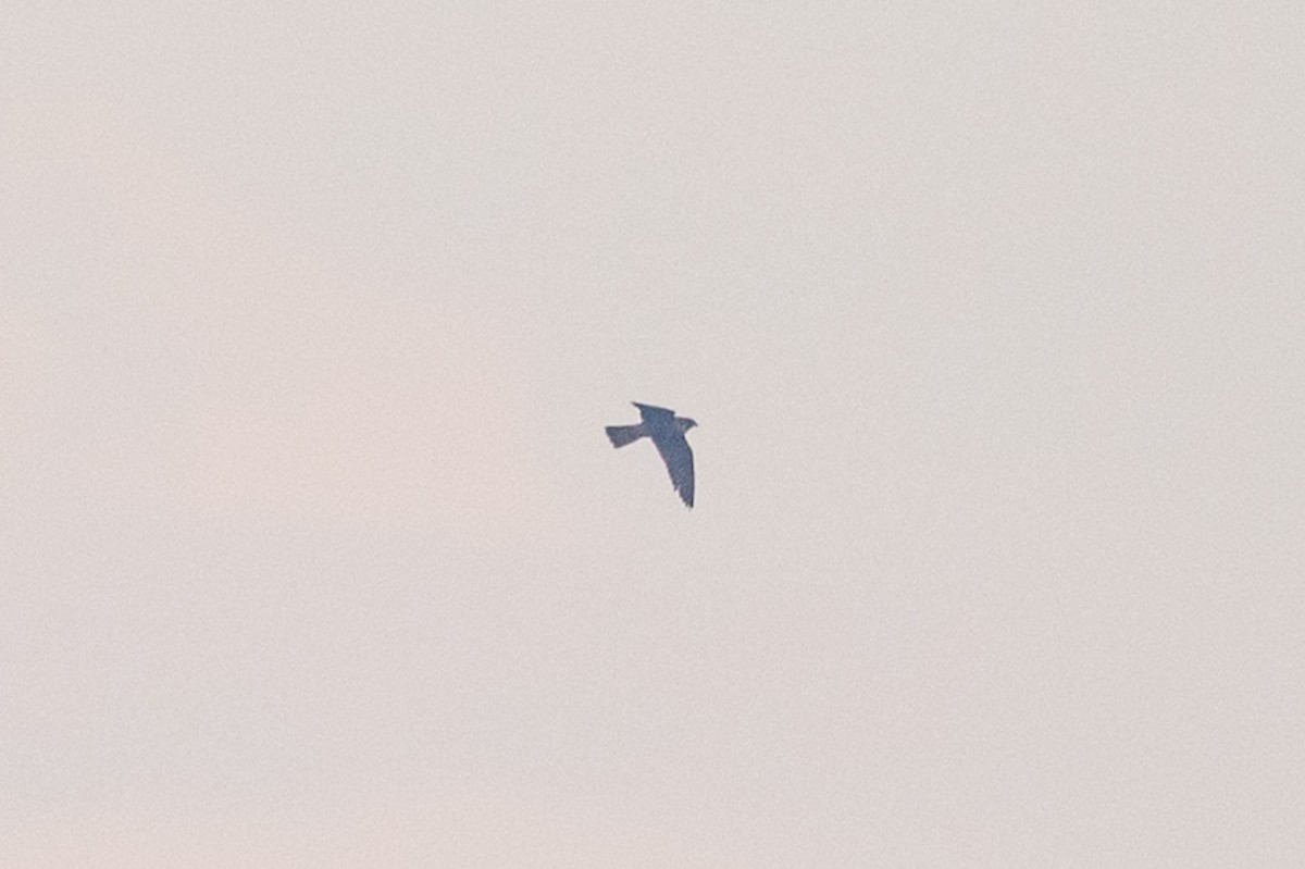шонхор - ML642752158