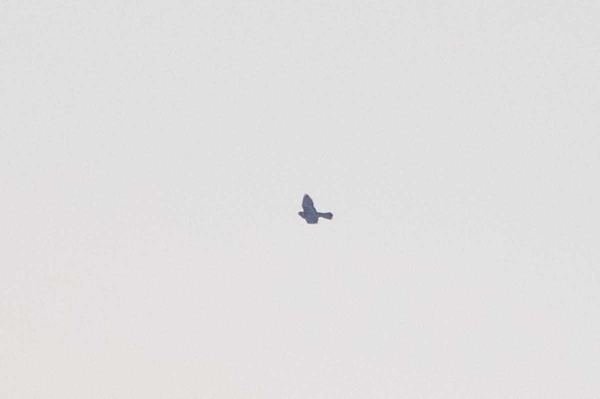шонхор - ML642752159