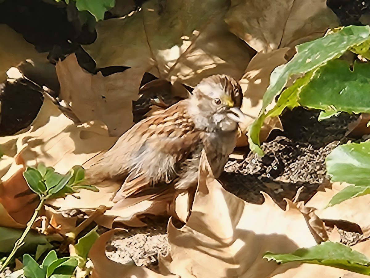 White-throated Sparrow - ML642752167