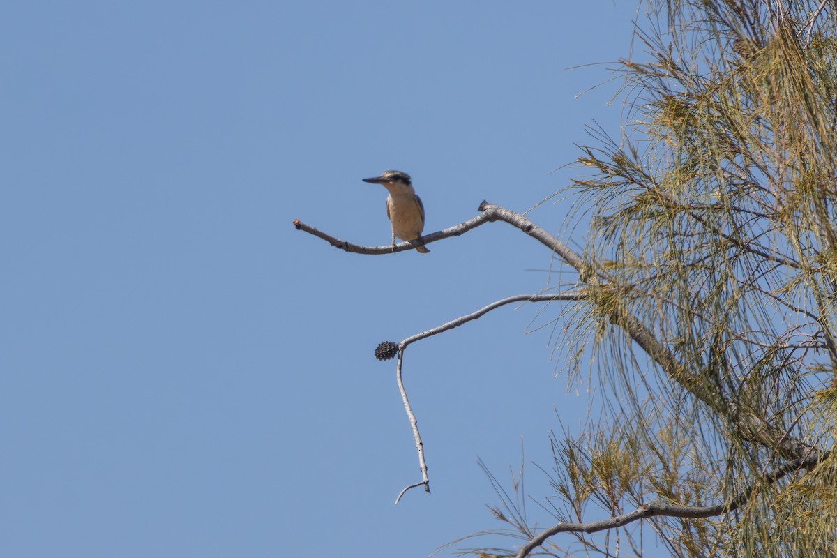 Red-backed Kingfisher - ML642752175