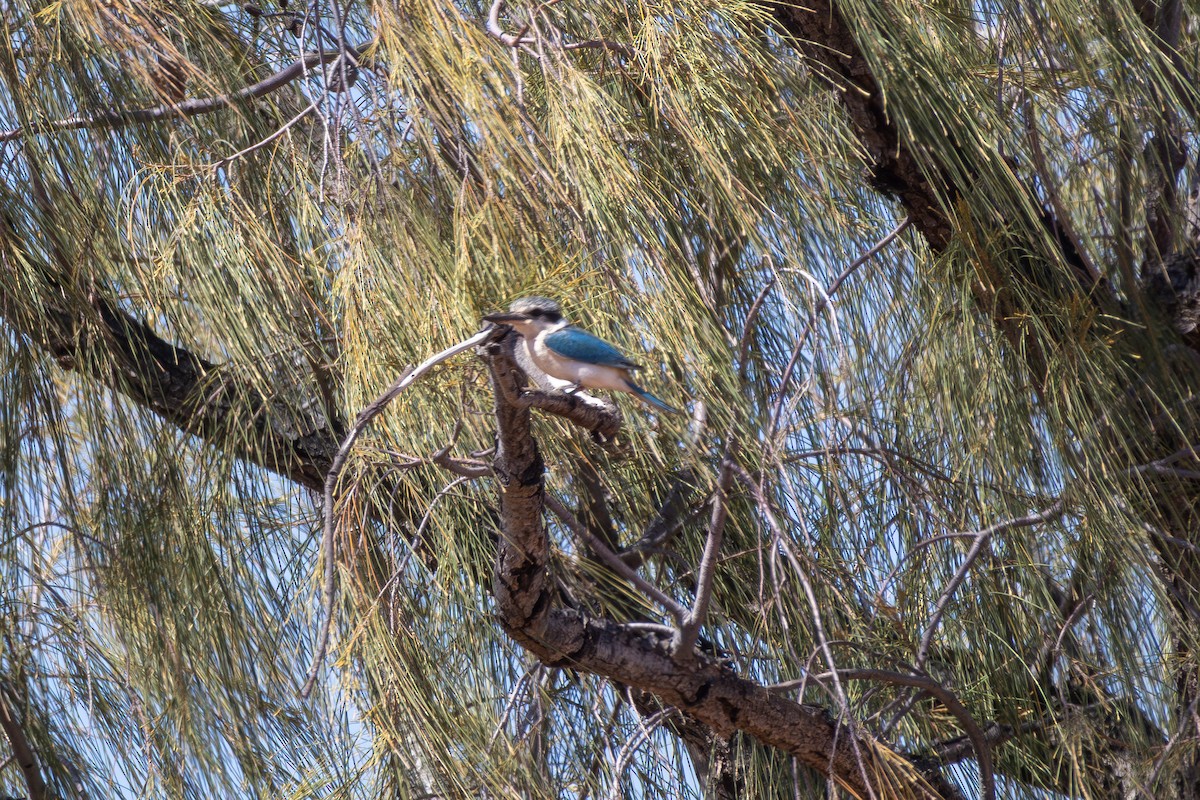 Red-backed Kingfisher - ML642752176