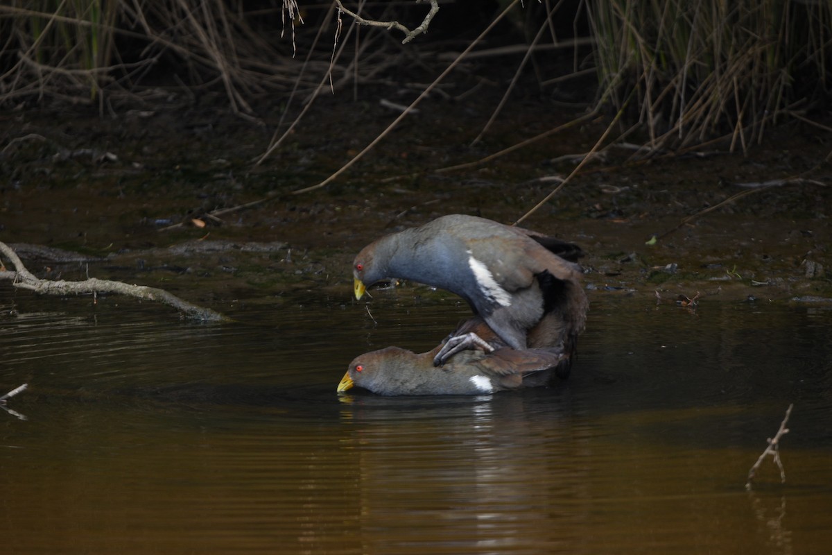 Tasmanian Nativehen - ML642752180