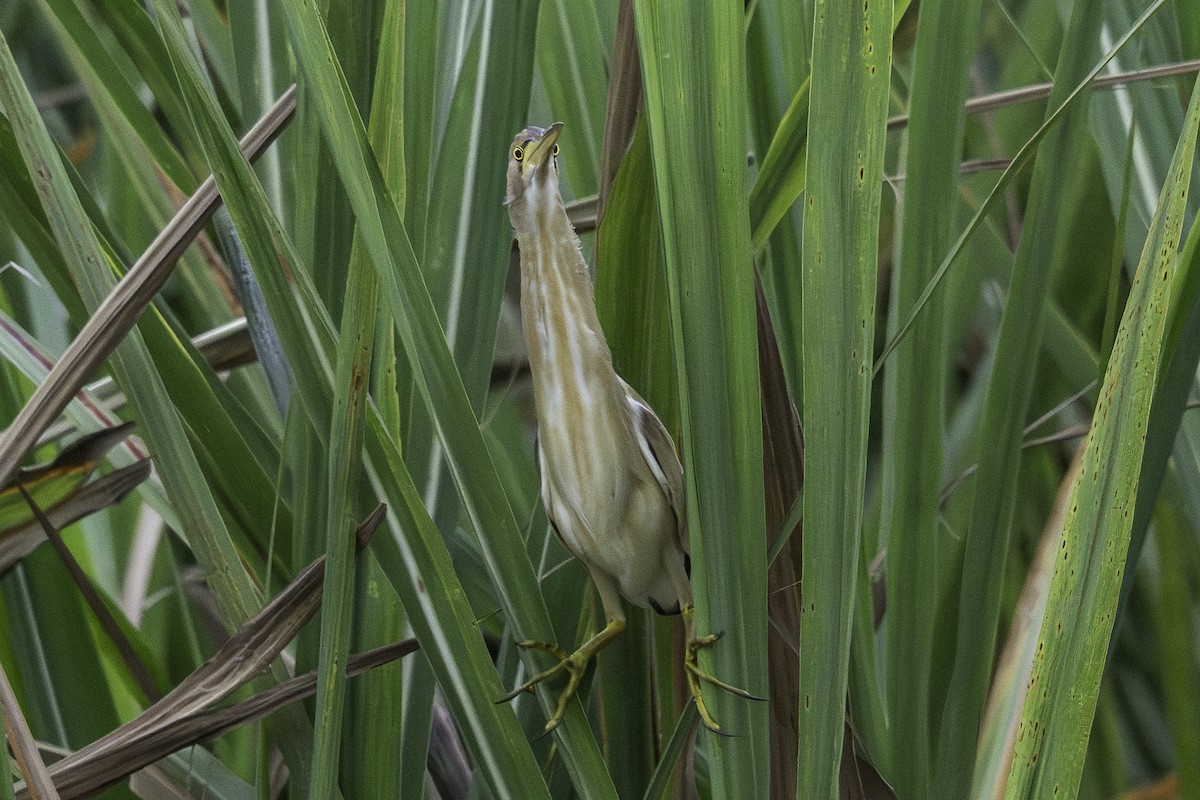 Yellow Bittern - ML642752181