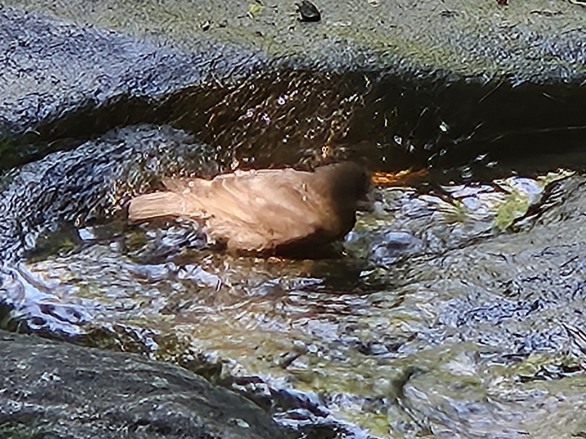 European Starling - ML642752213