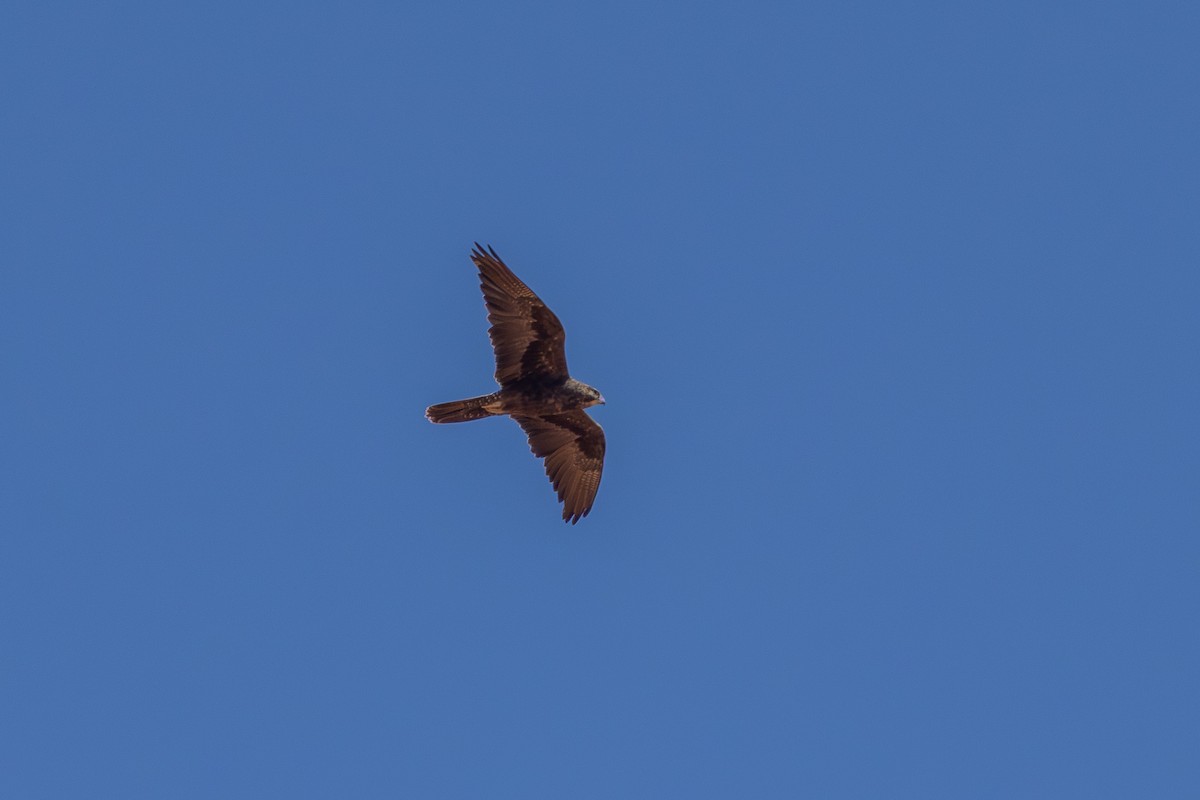 Black Falcon - ML642752216