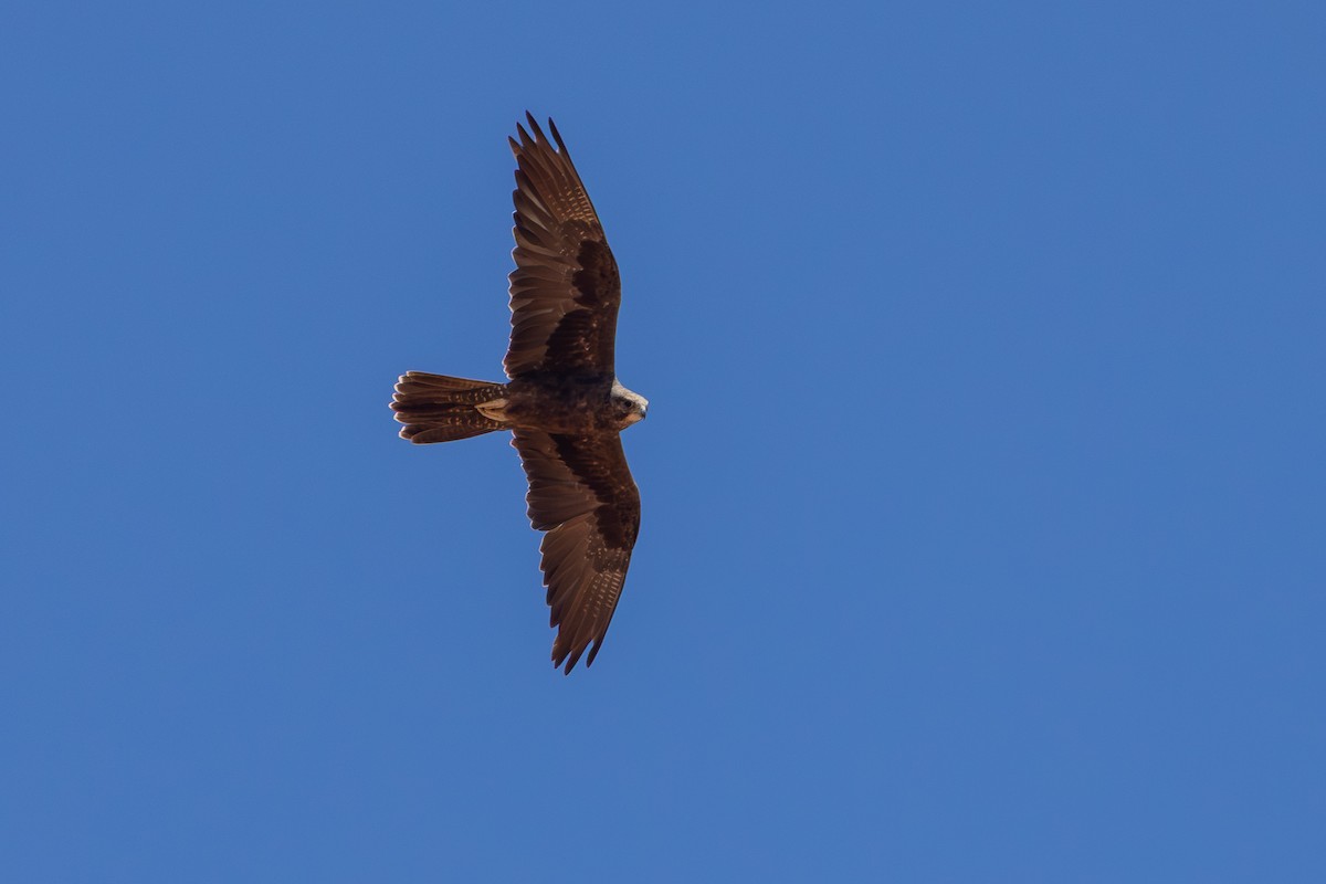 Black Falcon - ML642752217