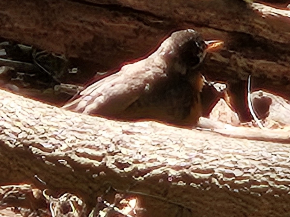 American Robin - ML642752222