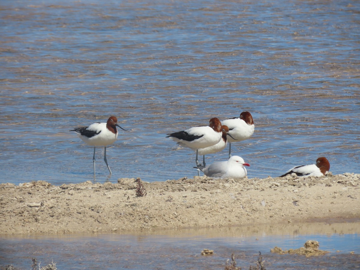 Red-necked Avocet - ML642752224