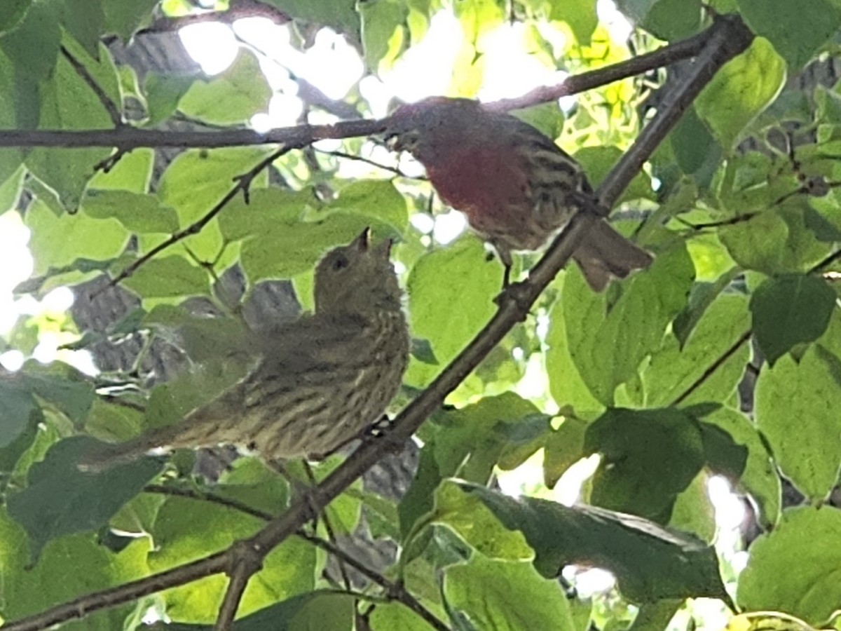 House Finch - ML642752231