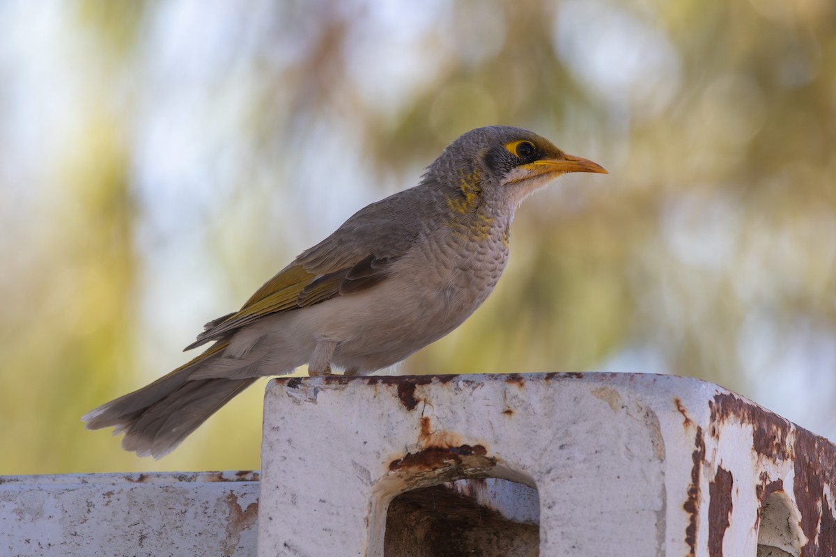Yellow-throated Miner - ML642752253