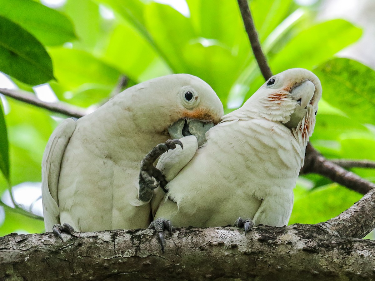 Tanimbar Corella - ML642752269