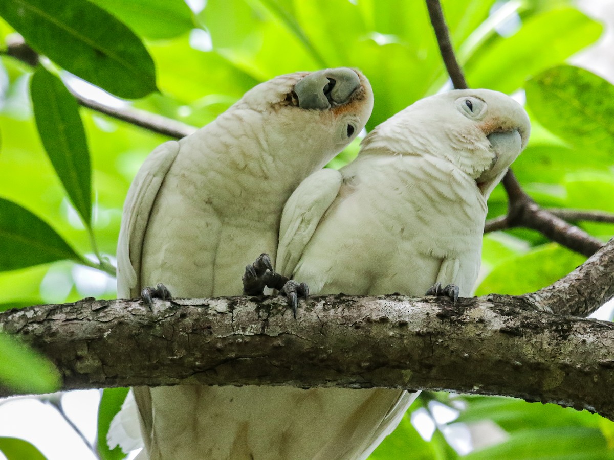 Tanimbar Corella - ML642752278
