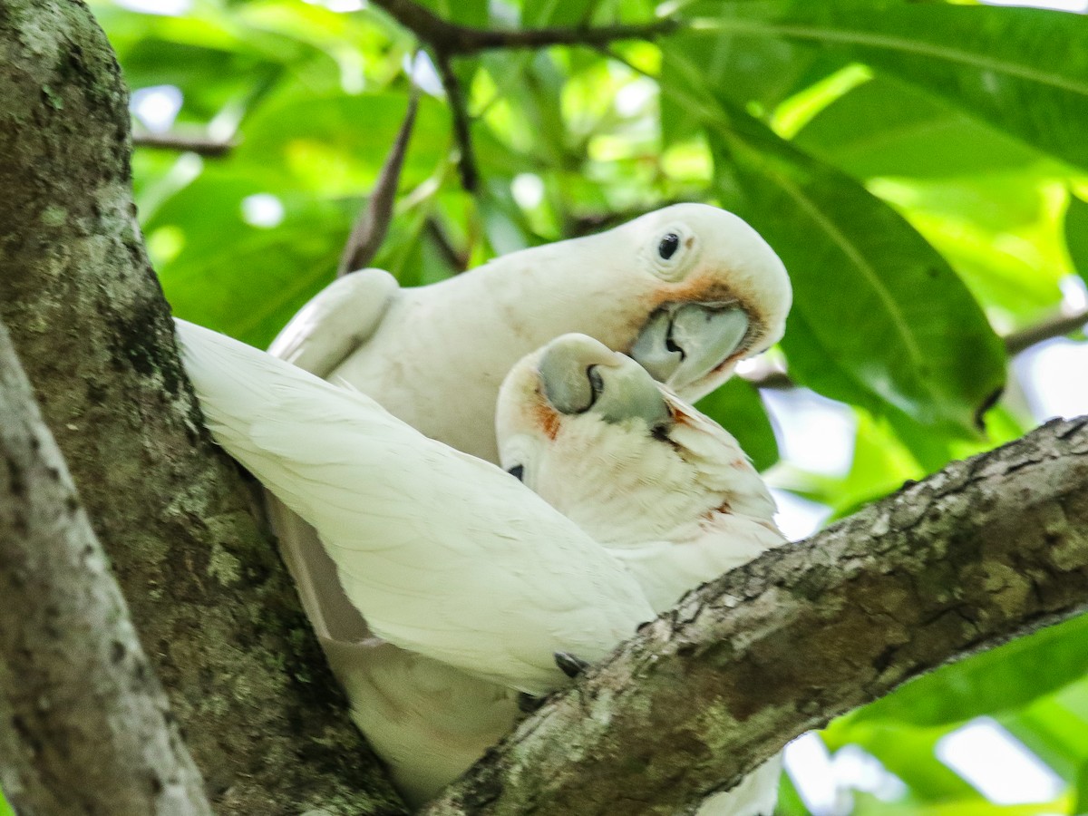Tanimbar Corella - ML642752280