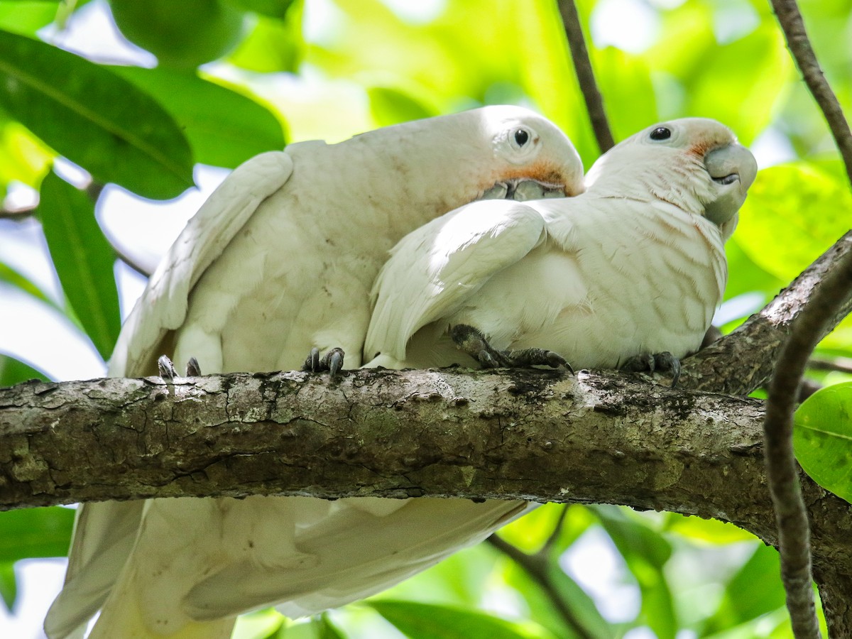 Tanimbar Corella - ML642752282