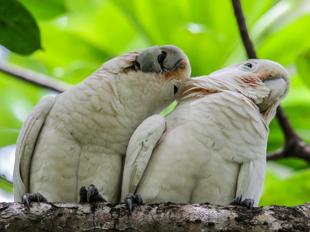 Tanimbar Corella - ML642752283