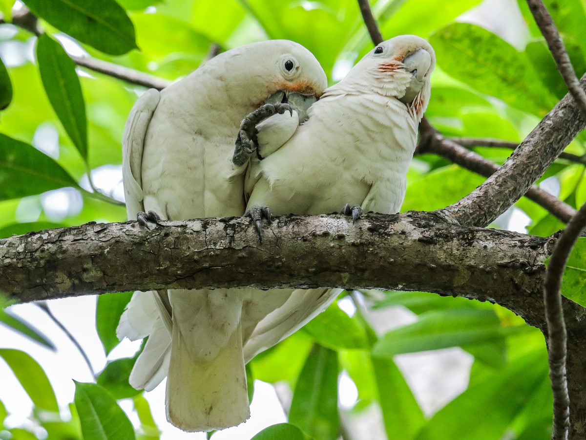 Tanimbar Corella - ML642752284