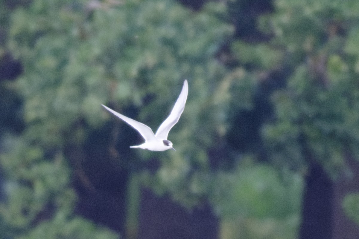 Arctic Tern - ML642752309