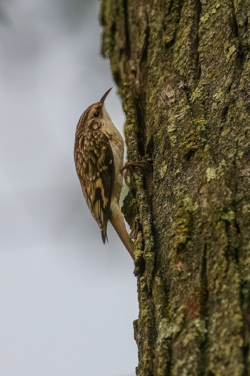 Brown Creeper - ML642752320