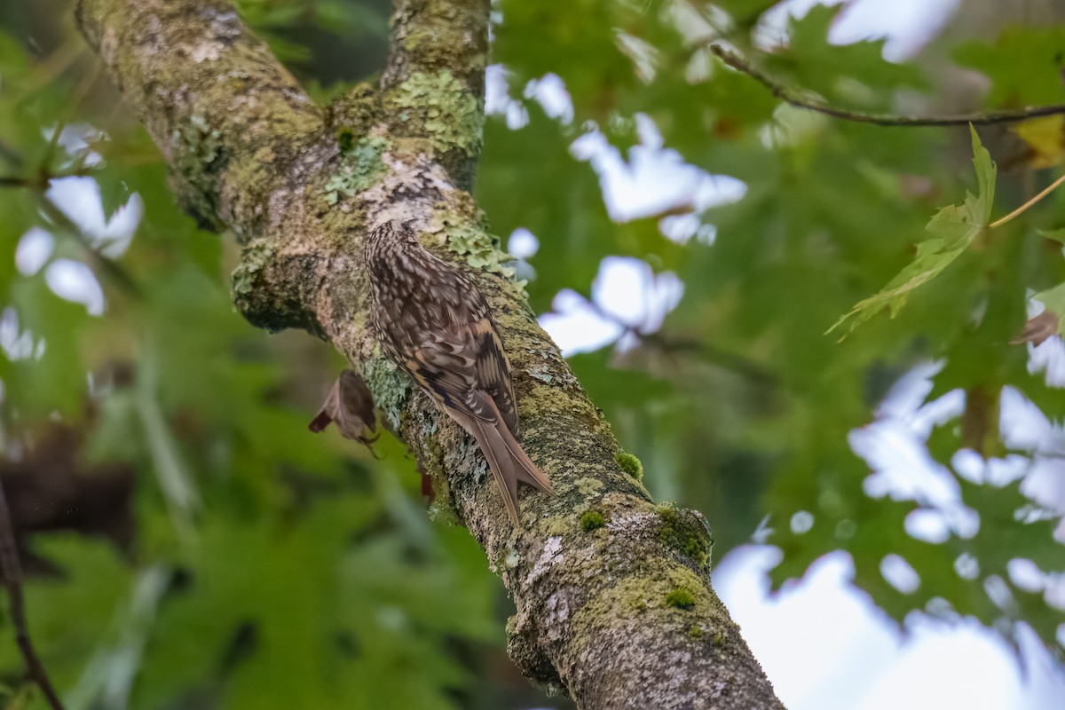 Brown Creeper - ML642752323