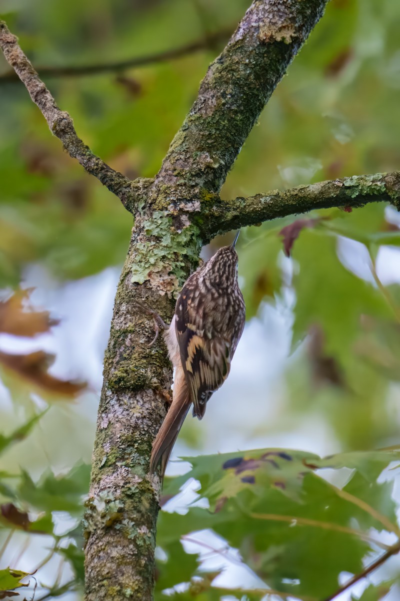 Brown Creeper - ML642752324