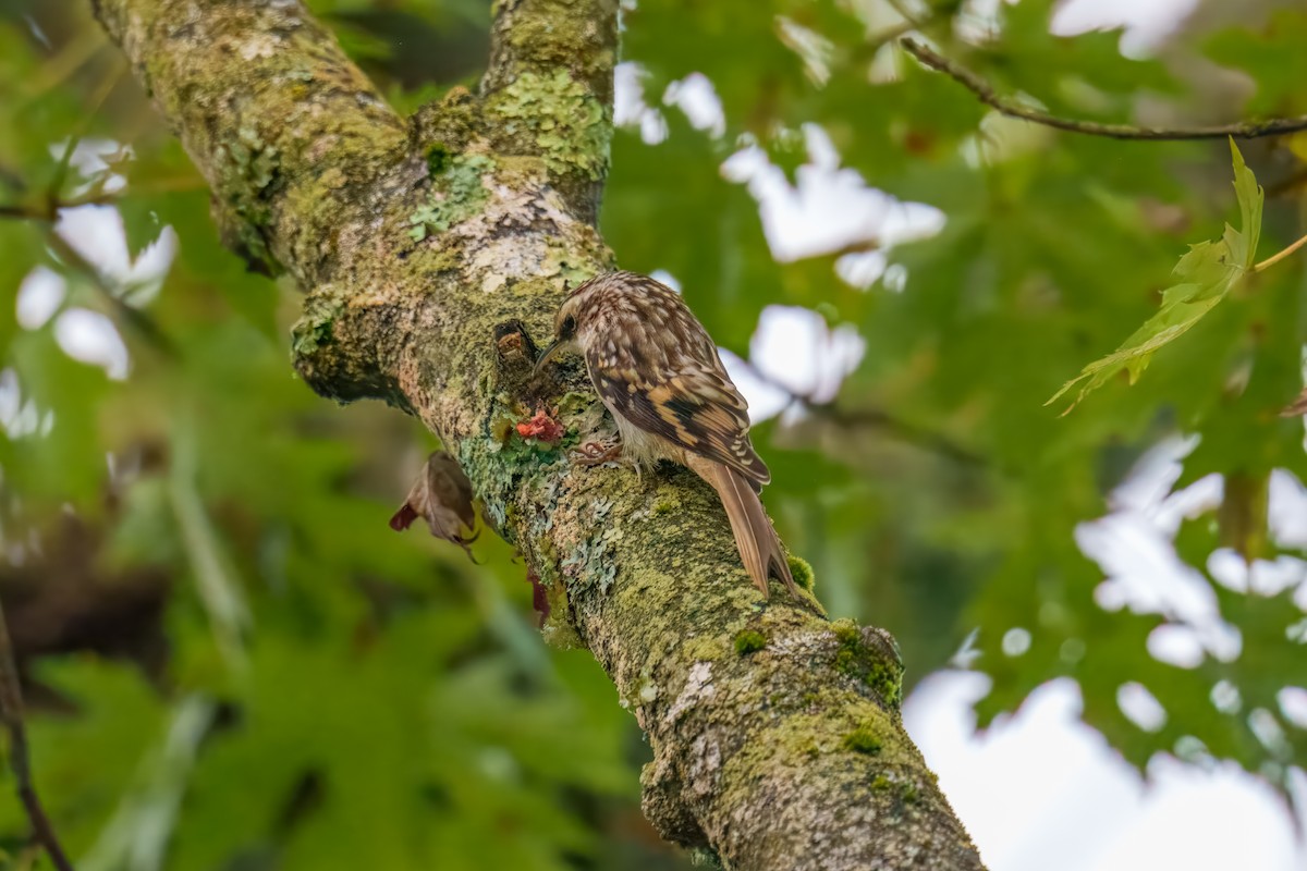 Brown Creeper - ML642752325