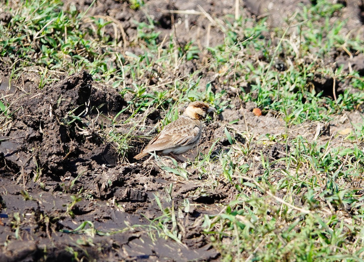 Fischer's Sparrow-Lark - ML642752336