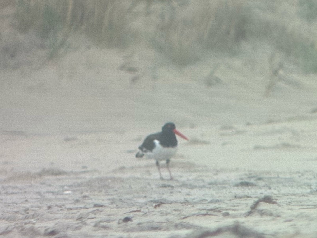 American Oystercatcher - ML642752350