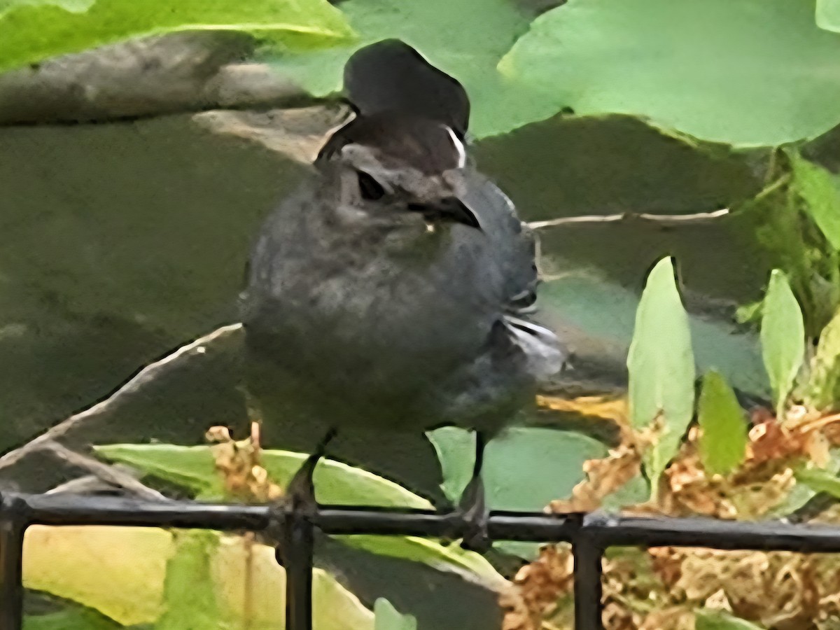 Gray Catbird - ML642752354