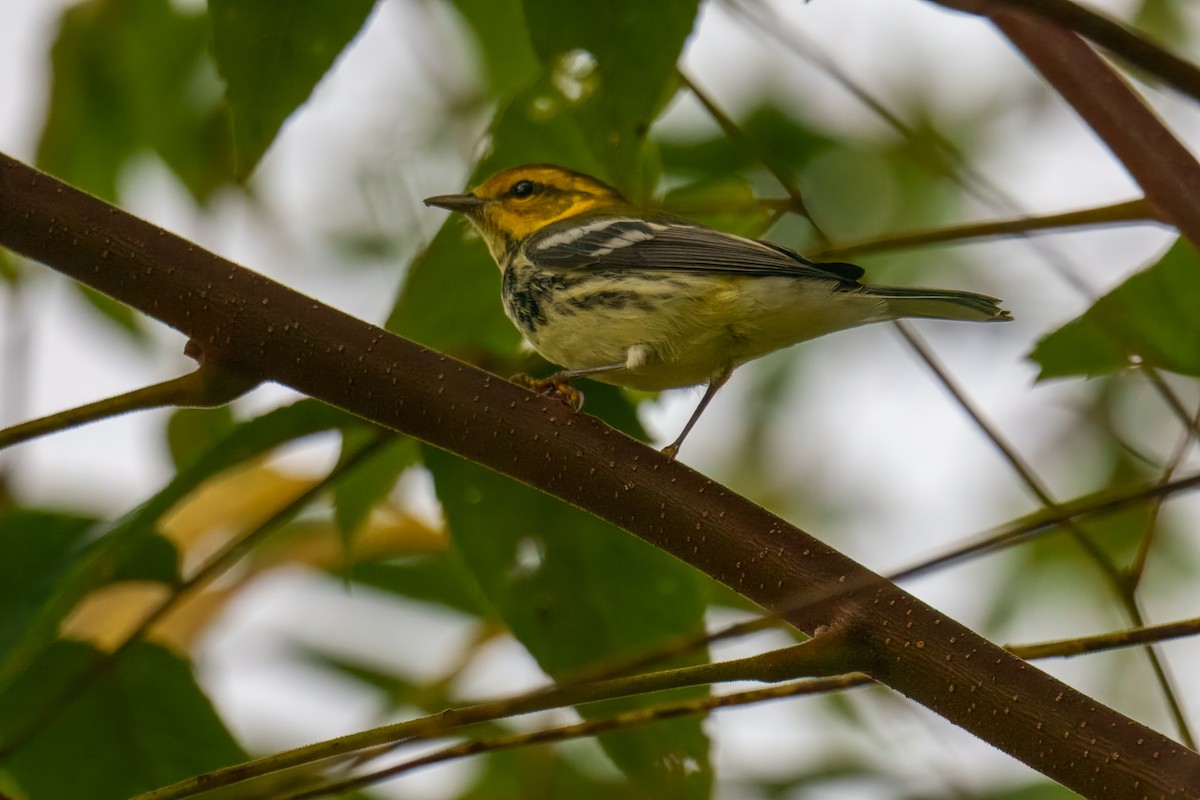 Black-throated Green Warbler - ML642752356
