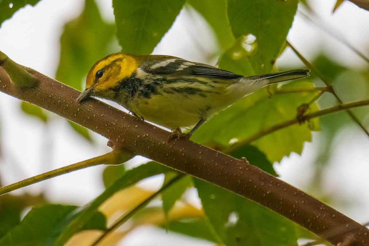 Black-throated Green Warbler - ML642752357