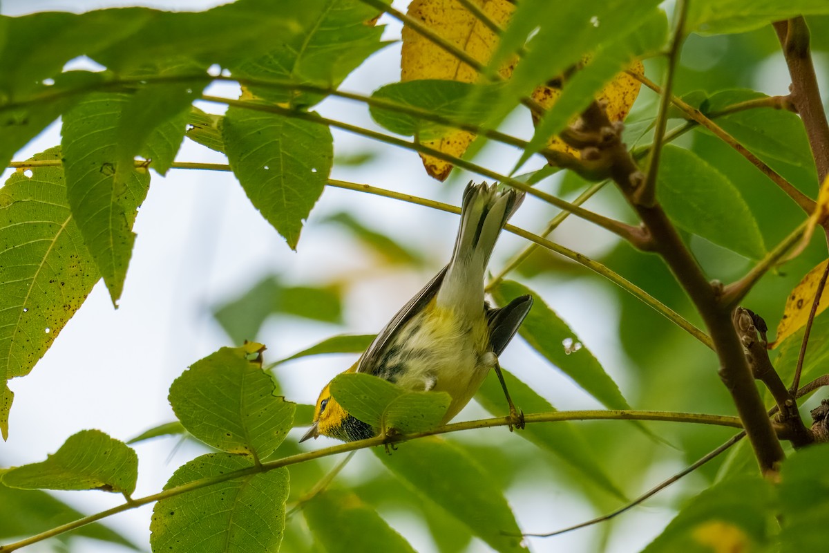 Black-throated Green Warbler - ML642752360