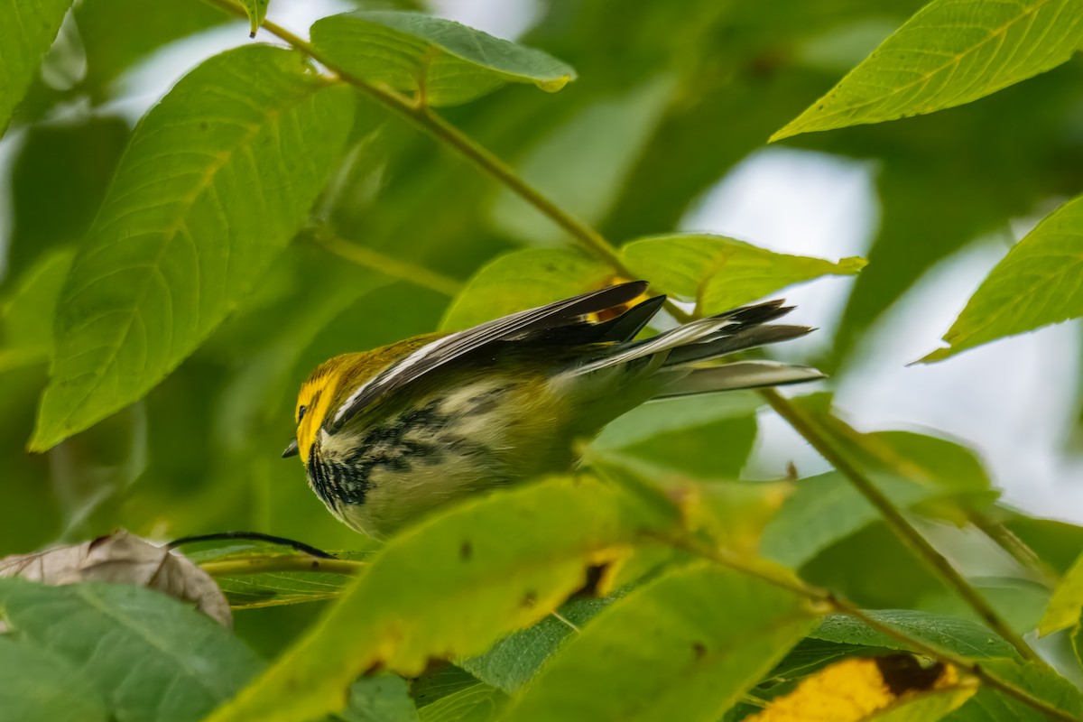 Black-throated Green Warbler - ML642752361