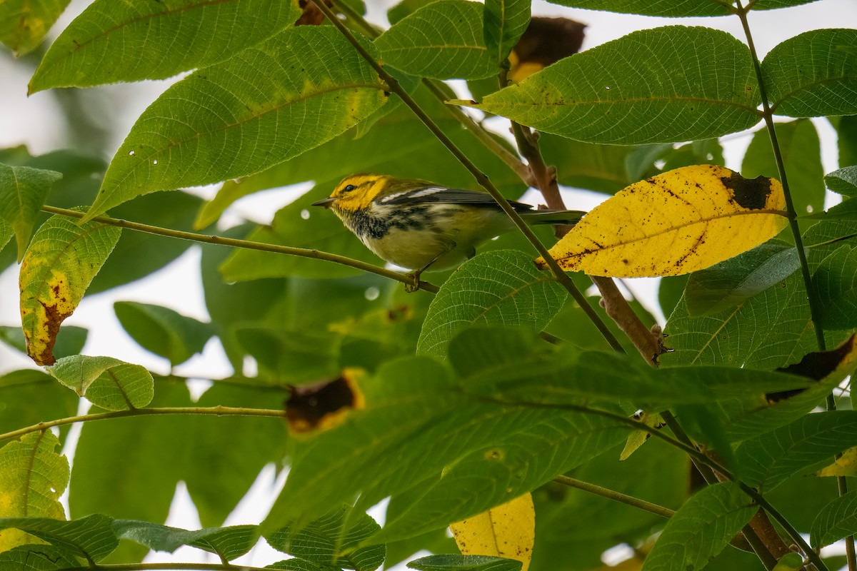Black-throated Green Warbler - ML642752362