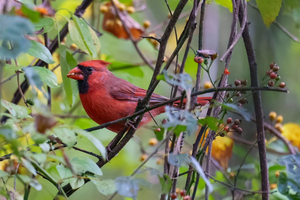 Northern Cardinal - ML642752370