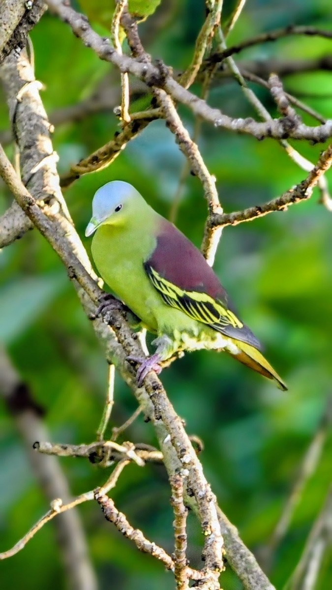 Gray-fronted Green-Pigeon - ML642752371